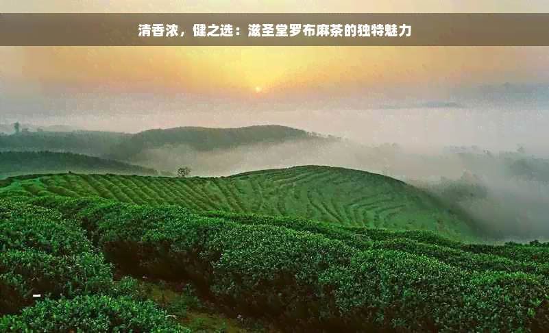 清香浓，健之选：滋圣堂罗布麻茶的独特魅力