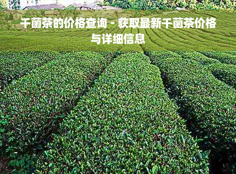 千菌茶的价格查询 - 获取最新千菌茶价格与详细信息