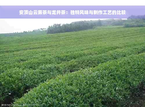 安顶山云雾茶与龙井茶：独特风味与制作工艺的比较