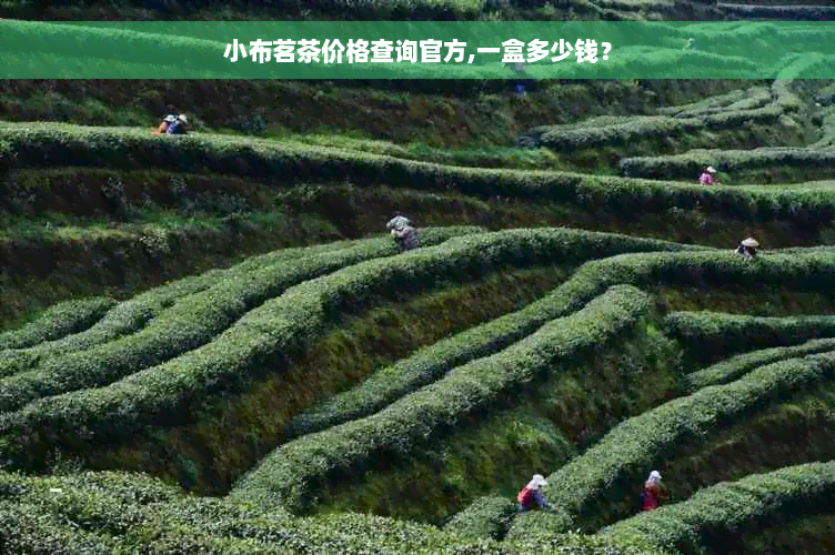 小布茗茶价格查询官方,一盒多少钱？