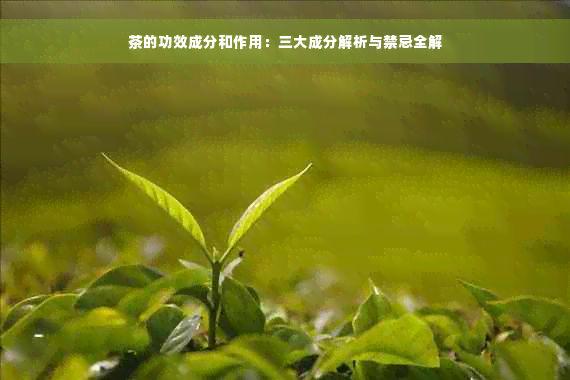 茶的功效成分和作用：三大成分解析与禁忌全解