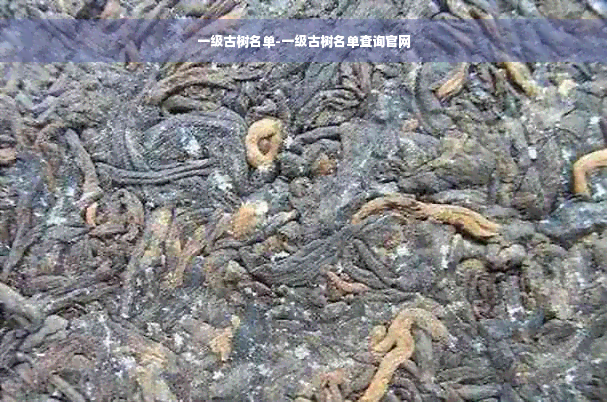 一级古树名单-一级古树名单查询官网