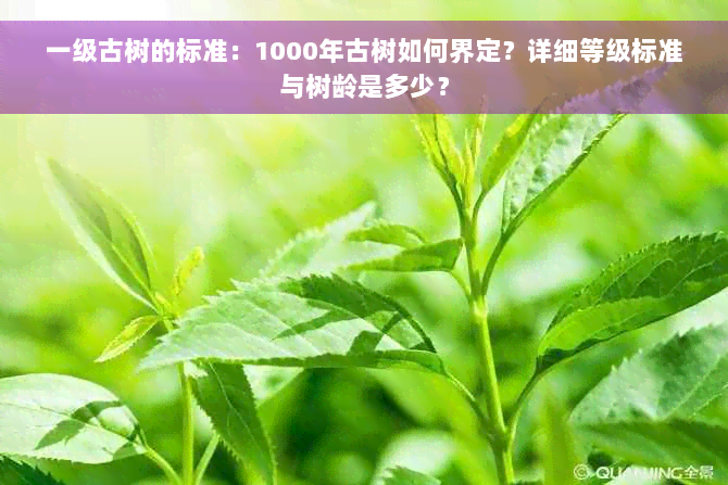 一级古树的标准：1000年古树如何界定？详细等级标准与树龄是多少？