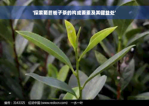 '探索菊苣栀子茶的构成要素及其健益处'