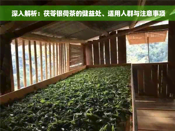  深入解析：茯苓银荷茶的健益处、适用人群与注意事项