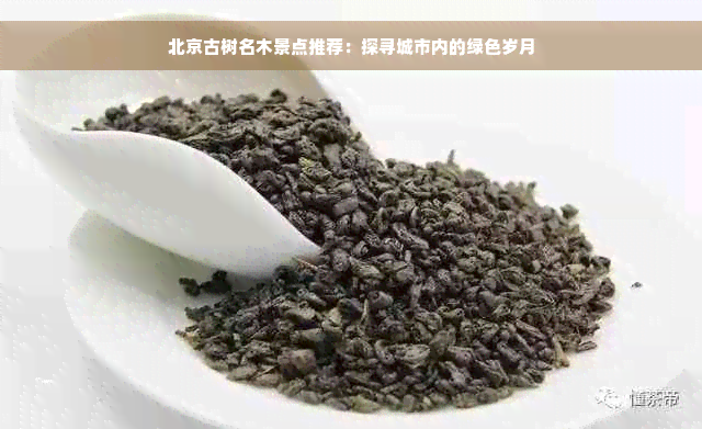 北京古树名木景点推荐：探寻城市内的绿色岁月