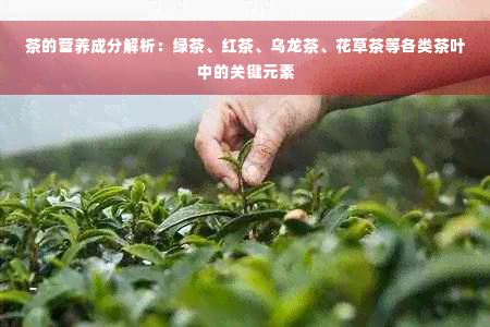 茶的营养成分解析：绿茶、红茶、乌龙茶、花草茶等各类茶叶中的关键元素