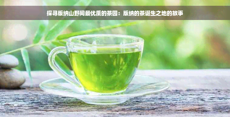 探寻版纳山野间更优质的茶园：版纳的茶诞生之地的故事