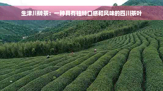 生津川砖茶：一种具有独特口感和风味的四川茶叶