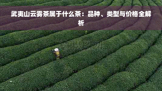 武夷山云雾茶属于什么茶：品种、类型与价格全解析