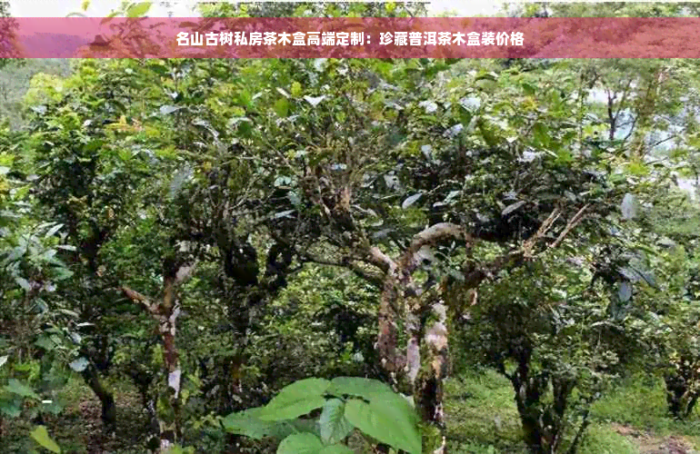 名山古树私房茶木盒高端定制：珍藏普洱茶木盒装价格