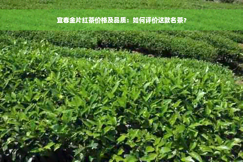 宜春金片红茶价格及品质：如何评价这款名茶？