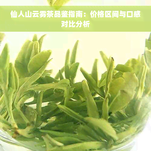 仙人山云雾茶品鉴指南：价格区间与口感对比分析