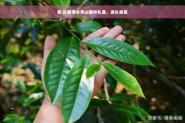 新 珍稀绿水青山茶叶礼盒，送礼佳品