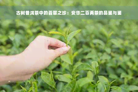 古树普洱茶中的翡翠之珍：安华二百两茶的品鉴与鉴