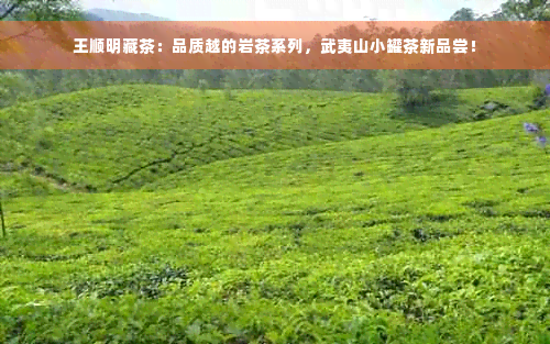 王顺明藏茶：品质越的岩茶系列，武夷山小罐茶新品尝！