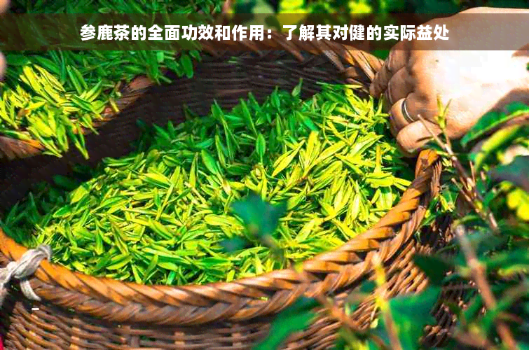 参鹿茶的全面功效和作用：了解其对健的实际益处