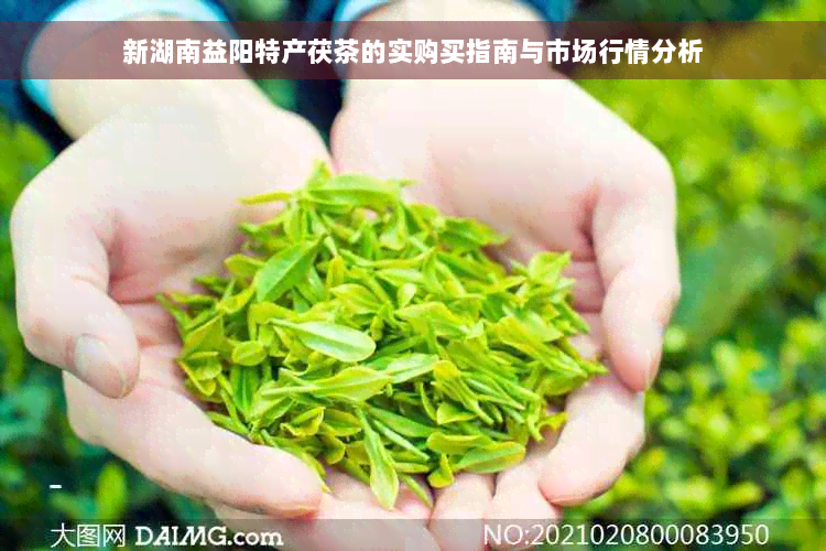 新湖南益阳特产茯茶的实购买指南与市场行情分析