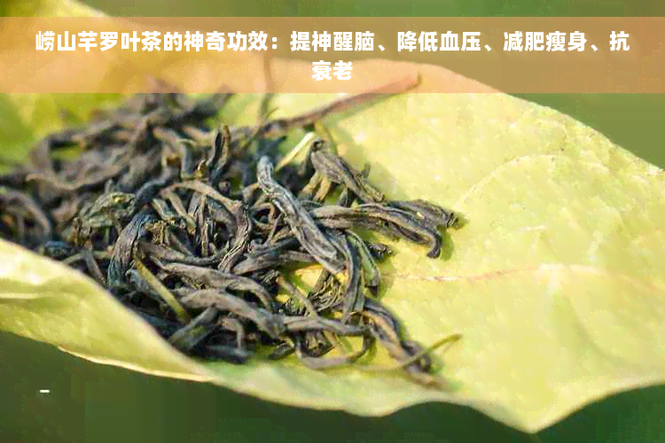 崂山芊罗叶茶的神奇功效：提神醒脑、降低血压、减肥瘦身、抗衰老