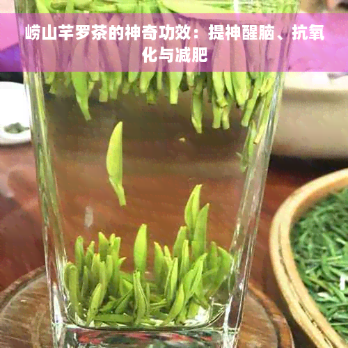 崂山芊罗茶的神奇功效：提神醒脑、抗氧化与减肥