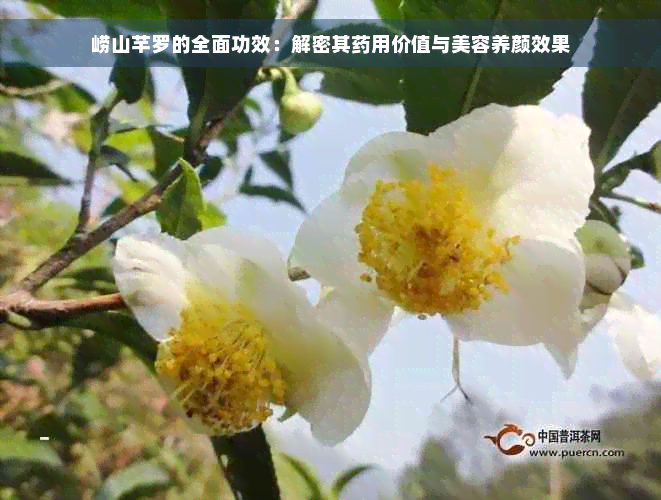 崂山芊罗的全面功效：解密其药用价值与美容养颜效果