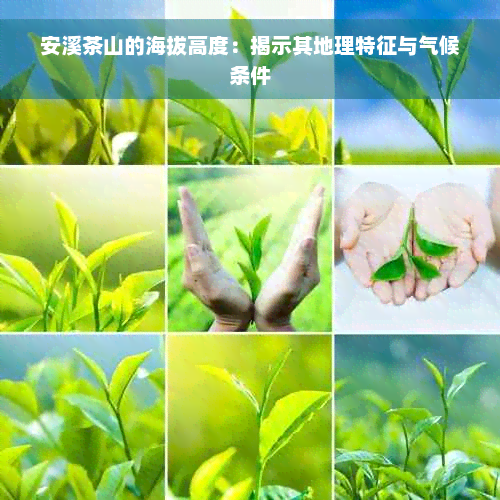 安溪茶山的海拔高度：揭示其地理特征与气候条件