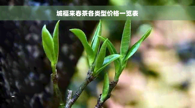 城福来春茶各类型价格一览表