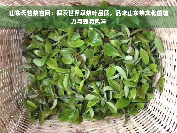 山东天茗茶官网：探索世界级茶叶品质，品味山东茶文化的魅力与独特风味