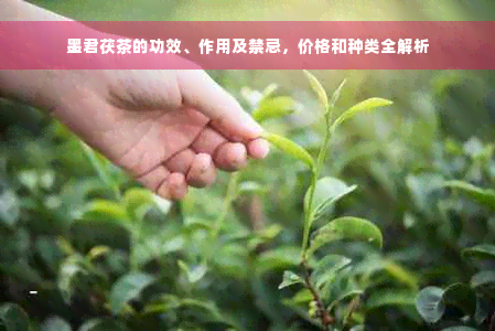 墨君茯茶的功效、作用及禁忌，价格和种类全解析