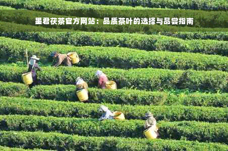 墨君茯茶官方网站：品质茶叶的选择与品尝指南