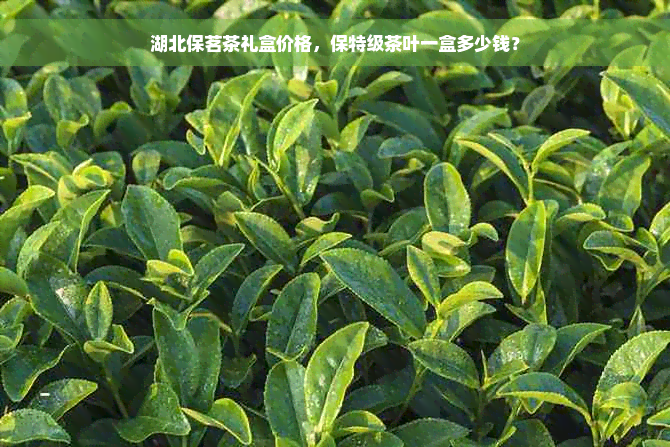 湖北保茗茶礼盒价格，保特级茶叶一盒多少钱？