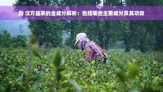 新 汉方益茶的全成分解析：包括哪些主要成分及其功效