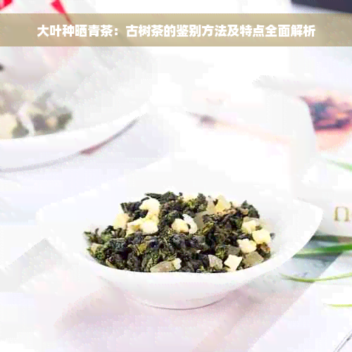 大叶种晒青茶：古树茶的鉴别方法及特点全面解析