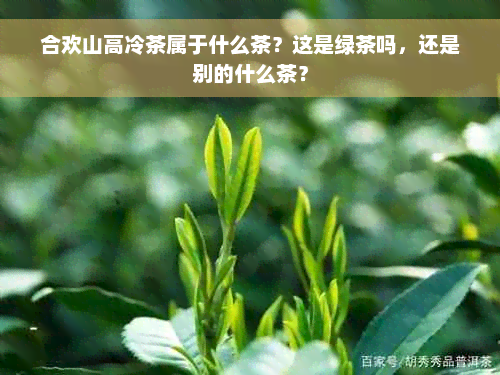 合欢山高冷茶属于什么茶？这是绿茶吗，还是别的什么茶？