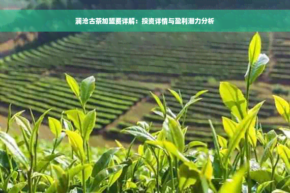 澜沧古茶加盟费详解：投资详情与盈利潜力分析