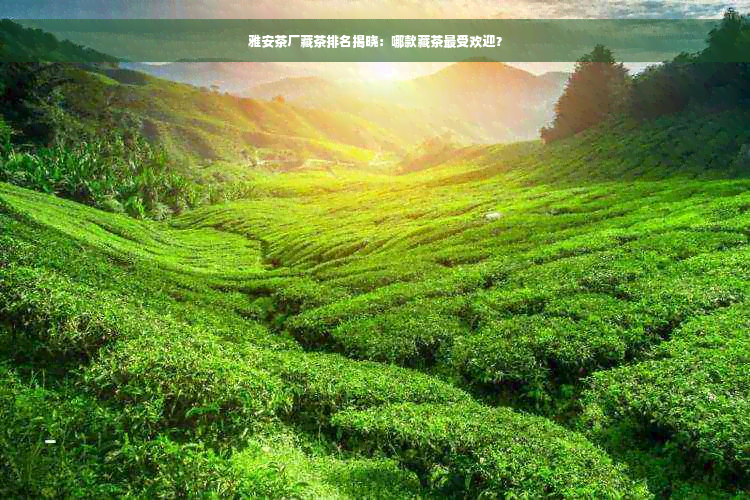 雅安茶厂藏茶排名揭晓：哪款藏茶更受欢迎？