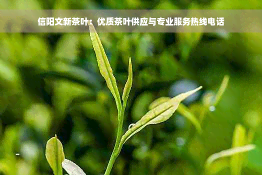 信阳文新茶叶：优质茶叶供应与专业服务热线电话