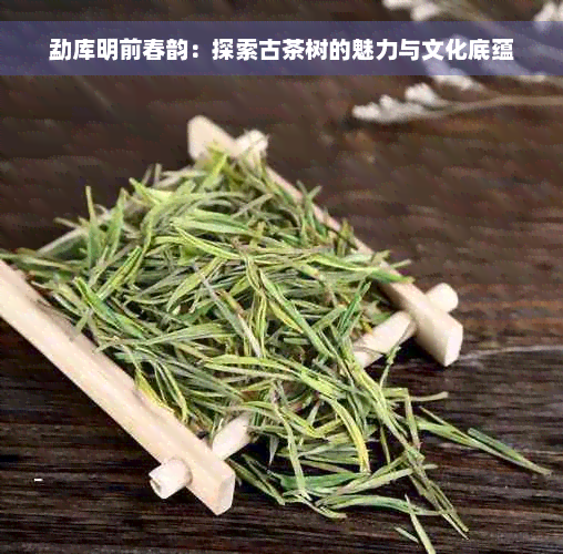 勐库明前春韵：探索古茶树的魅力与文化底蕴