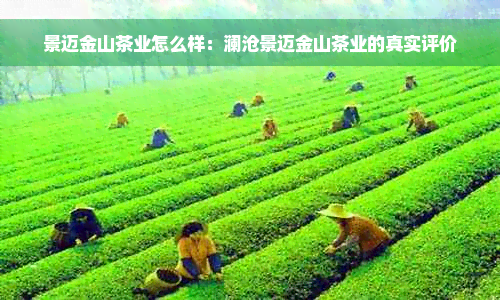 景迈金山茶业怎么样：澜沧景迈金山茶业的真实评价