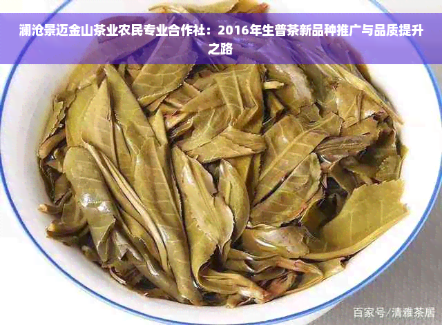 澜沧景迈金山茶业农民专业合作社：2016年生普茶新品种推广与品质提升之路