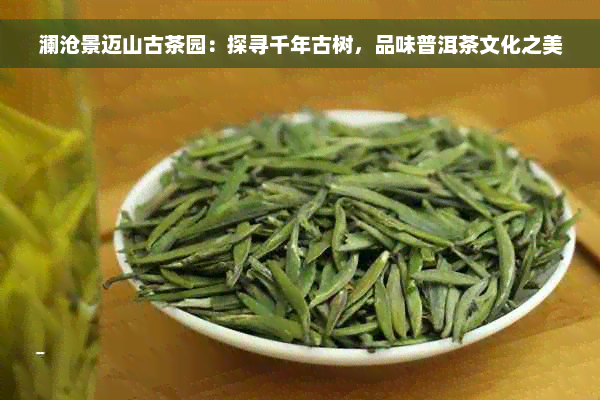 澜沧景迈山古茶园：探寻千年古树，品味普洱茶文化之美