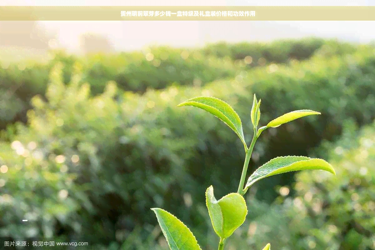 贵州明前翠芽多少钱一盒特级及礼盒装价格和功效作用