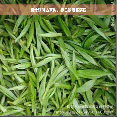 澜沧江畔古茶树，春日景迈香满园