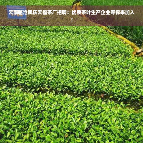 云南临沧凤庆天福茶厂招聘：优质茶叶生产企业等你来加入！