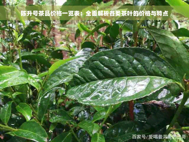 陈升号茶品价格一览表：全面解析各类茶叶的价格与特点