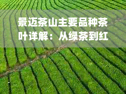 景迈茶山主要品种茶叶详解：从绿茶到红茶，品味不同风味