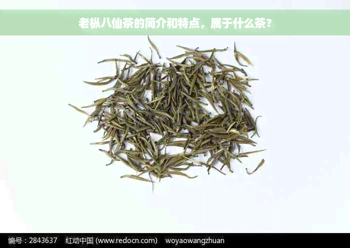 老枞八仙茶的简介和特点，属于什么茶？