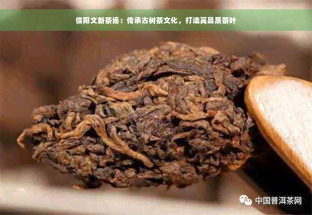 信阳文新茶场：传承古树茶文化，打造高品质茶叶