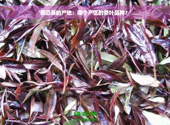 '景迈茶的产地：哪个产区的茶叶品种？'