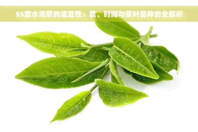 55度水泡茶的适宜性：度、时间与茶叶品种的全解析